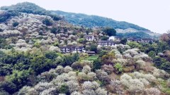 永泰万石村赏梅+云顶海西大峡谷+天池草场+入住蛋居酒店二日游